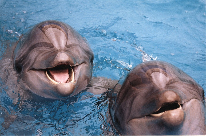 Скачать звуки природы мечта дельфина